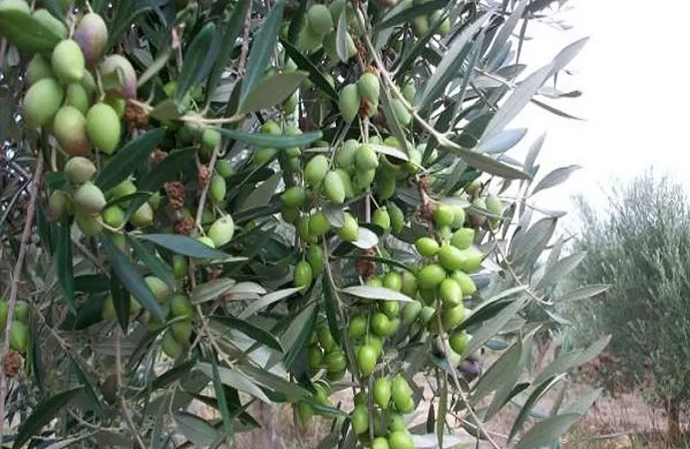 Η κλιματική κρίση ανεβάζει τις τιμές στα σούπερ μάρκετ