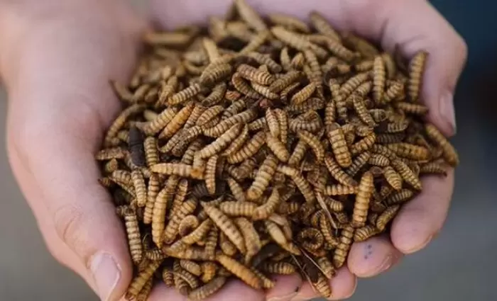 Κολοσσός της βιομηχανίας κρέατος επενδύει σε πρωτεΐνες εντόμων