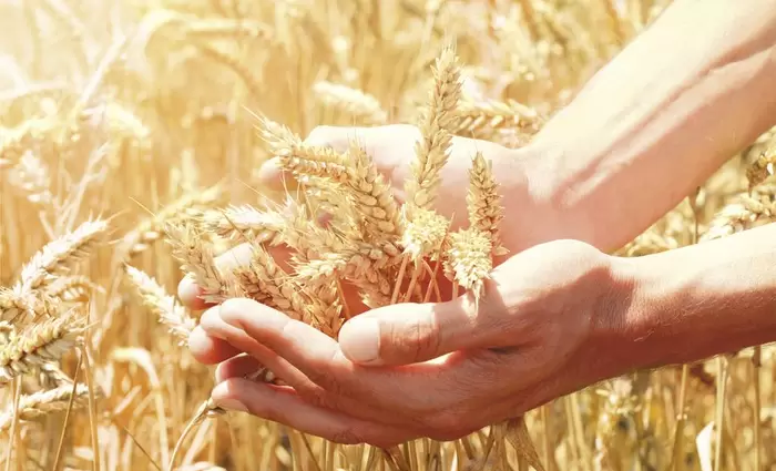 Οι ανάγκες του κόσμου για τροφή θα αυξηθούν κατά 80%