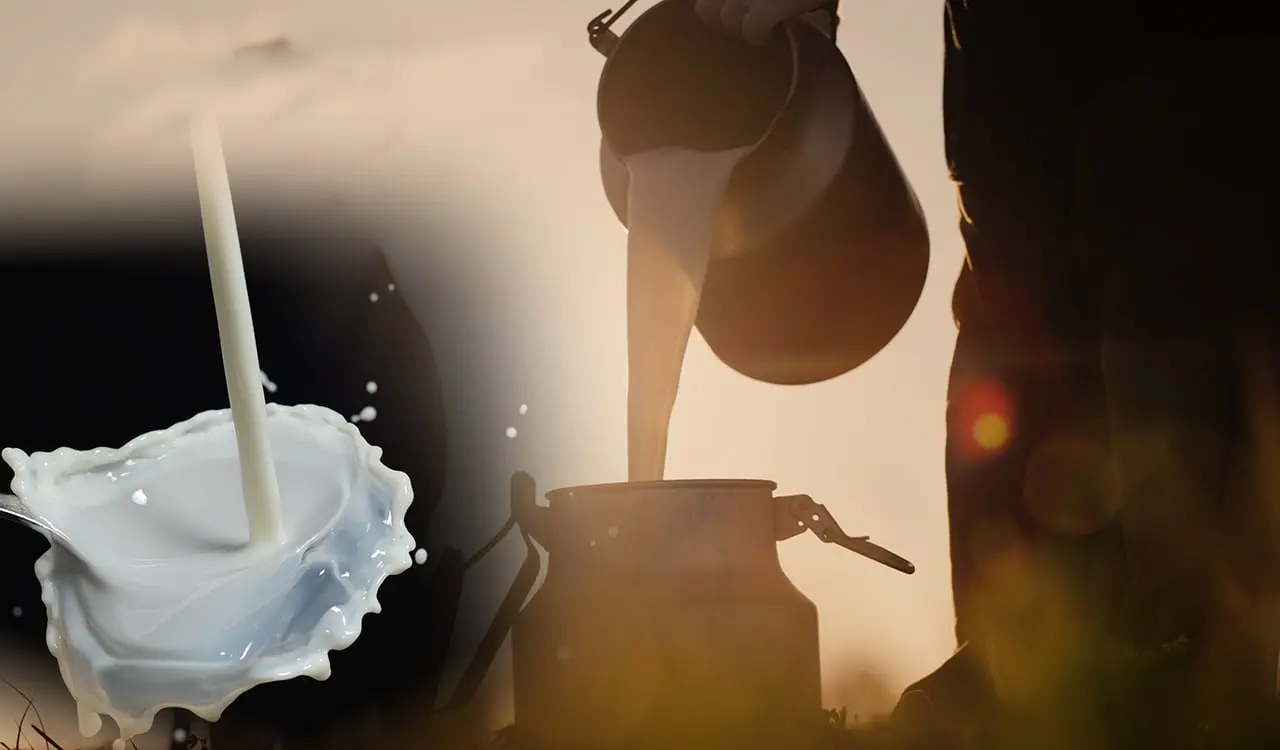 Γάλα: Στα 160 εκατ. τόνους η ευρωπαϊκή παραγωγή - Αιγοπρόβειο το 1/5 στην Κύπρο