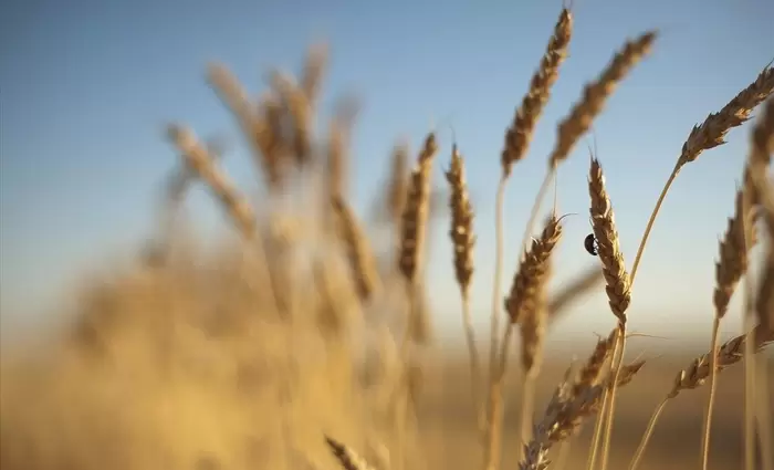 Δίνουν $30 δισ. για αντιμετώπιση της έλλειψης σιτηρών