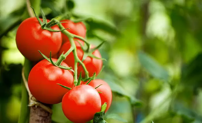 Σε έλλειψη οι κυπριακές ντομάτες - Αυξήθηκαν οι τιμές στο εμπόριο