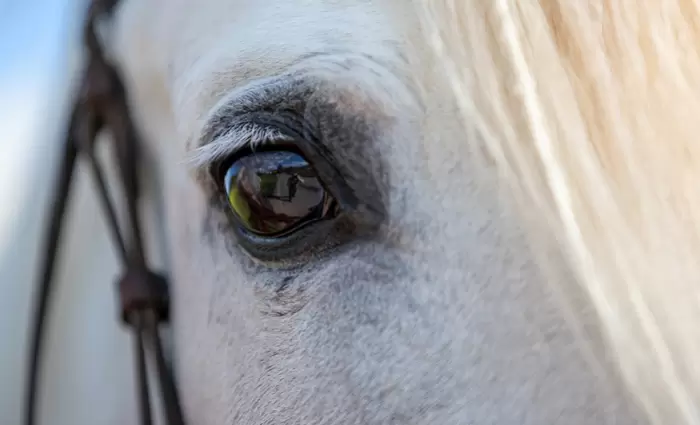 Μπορεί η τεχνητή νοημοσύνη να «μεταφράσει» τα συναισθήματα των ζώων;