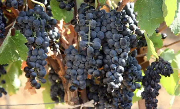 Παράπονα αμπελοκαλλιεργητών στην Πάφο για μη καταβολή αποζημιώσεων 