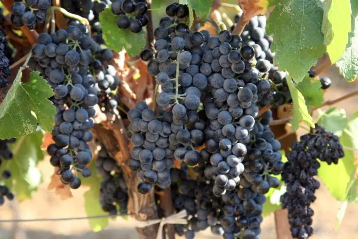 Παράπονα αμπελοκαλλιεργητών στην Πάφο για μη καταβολή αποζημιώσεων 