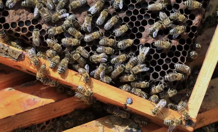 Με χρηματοδότηση του MEDFEST οι 