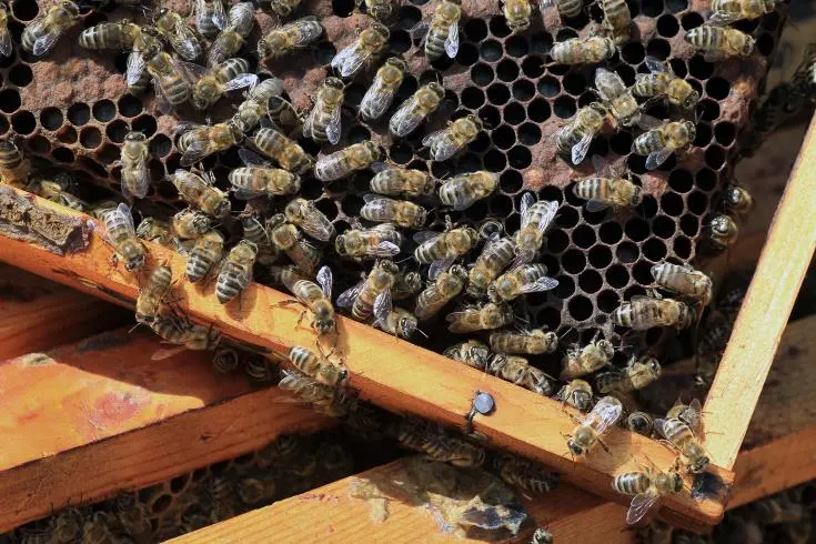 Με χρηματοδότηση του MEDFEST οι 
