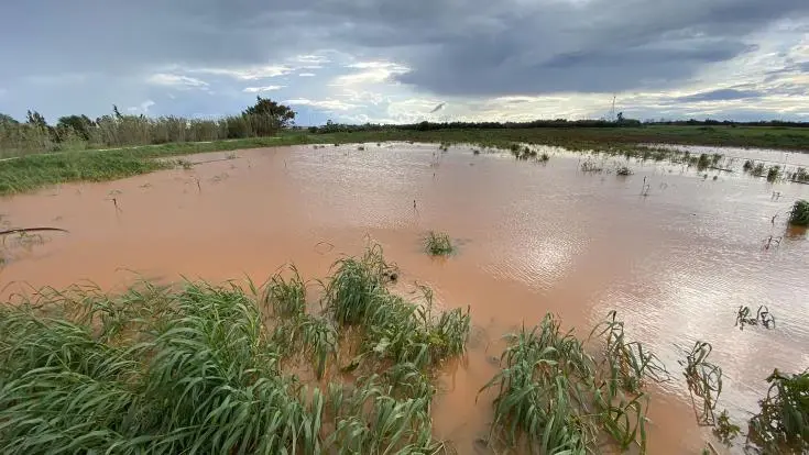 Τεράστια καταστροφή στις πατατοκαλλιέργειες της ελεύθερης Αμμοχώστου