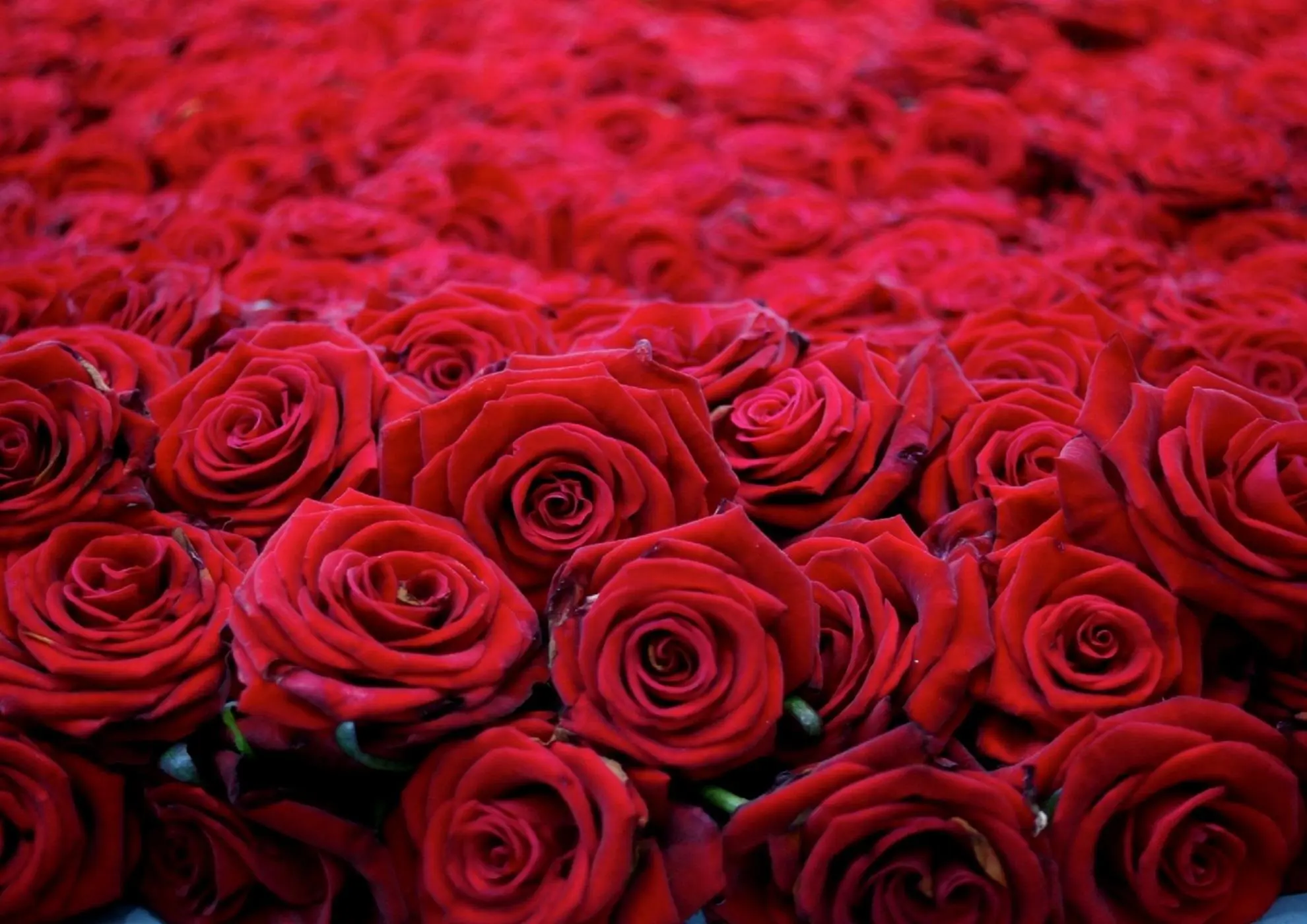 Γιατί τα λουλούδια στα ανθοπωλεία είναι τόσο ακριβά;