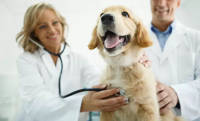 Νέοι ευρωπαϊκοί κανόνες για σκύλους και γάτες - Τι αλλάζει για ιδιοκτήτες και εκτροφείς