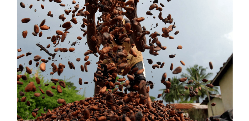 Ξεμένουμε από κακάο; Σήμα κινδύνου από την Ακτή Ελεφαντοστού