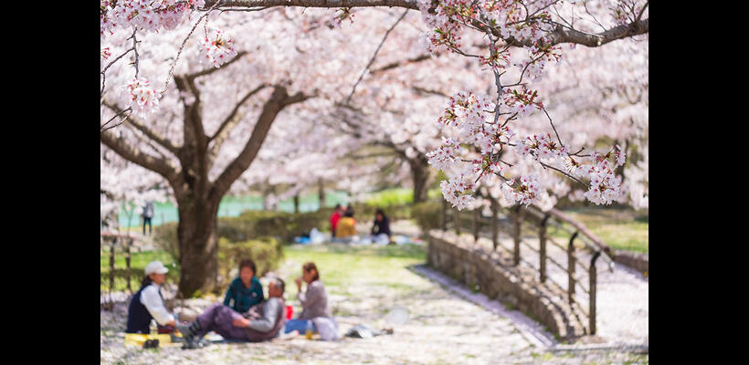 Ιαπωνία: Ο πληθωρισμός χτυπά και τις ανθισμένες κερασιές – Πόσο κοστίζει το παραδοσιακό πικ νικ