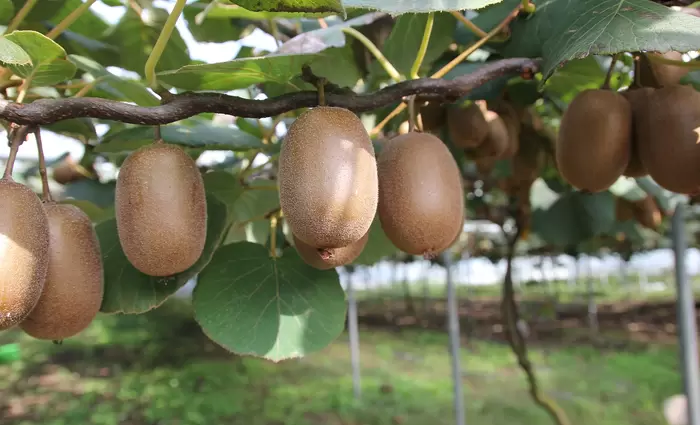 Το ελληνικό ακτινίδιο «ταξιδεύει» σε όλον τον κόσμο