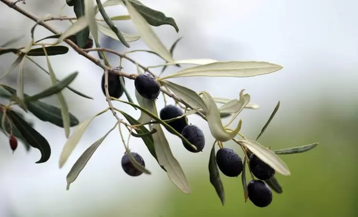 Ποια χώρα είναι ο μεγαλύτερος εξαγωγέας ελαιολάδου