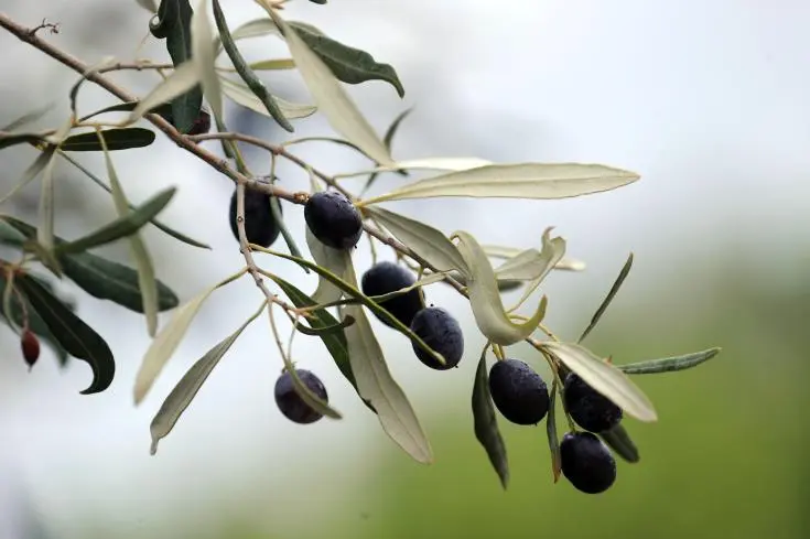 Ποια χώρα είναι ο μεγαλύτερος εξαγωγέας ελαιολάδου
