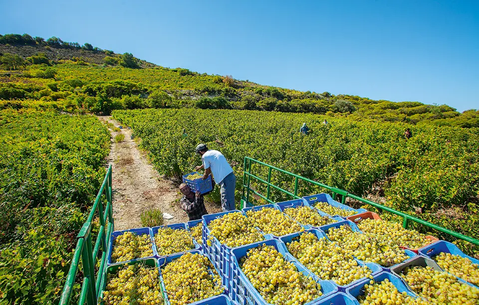 €2,5 εκατομμύρια πλήρωσε ο ΚΟΑΠ σε οινοπαραγωγούς