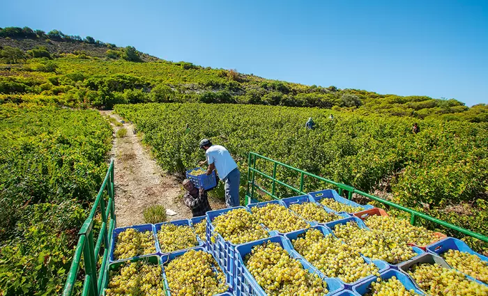 €2,5 εκατομμύρια πλήρωσε ο ΚΟΑΠ σε οινοπαραγωγούς