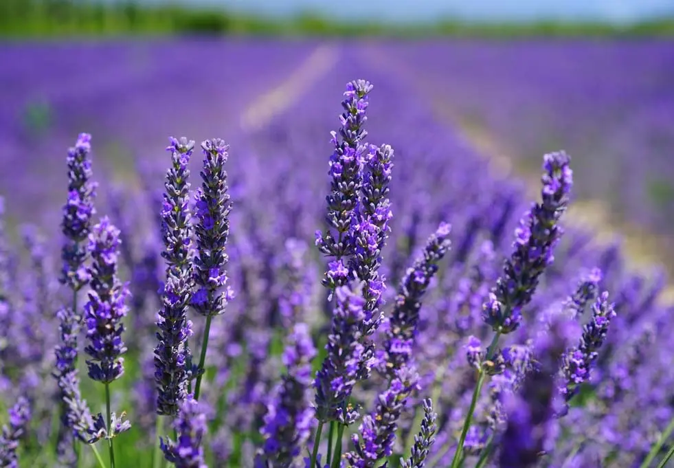 Κερδίζει έδαφος η καλλιέργεια λεβάντας
