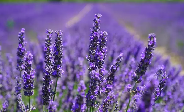 Κερδίζει έδαφος η καλλιέργεια λεβάντας