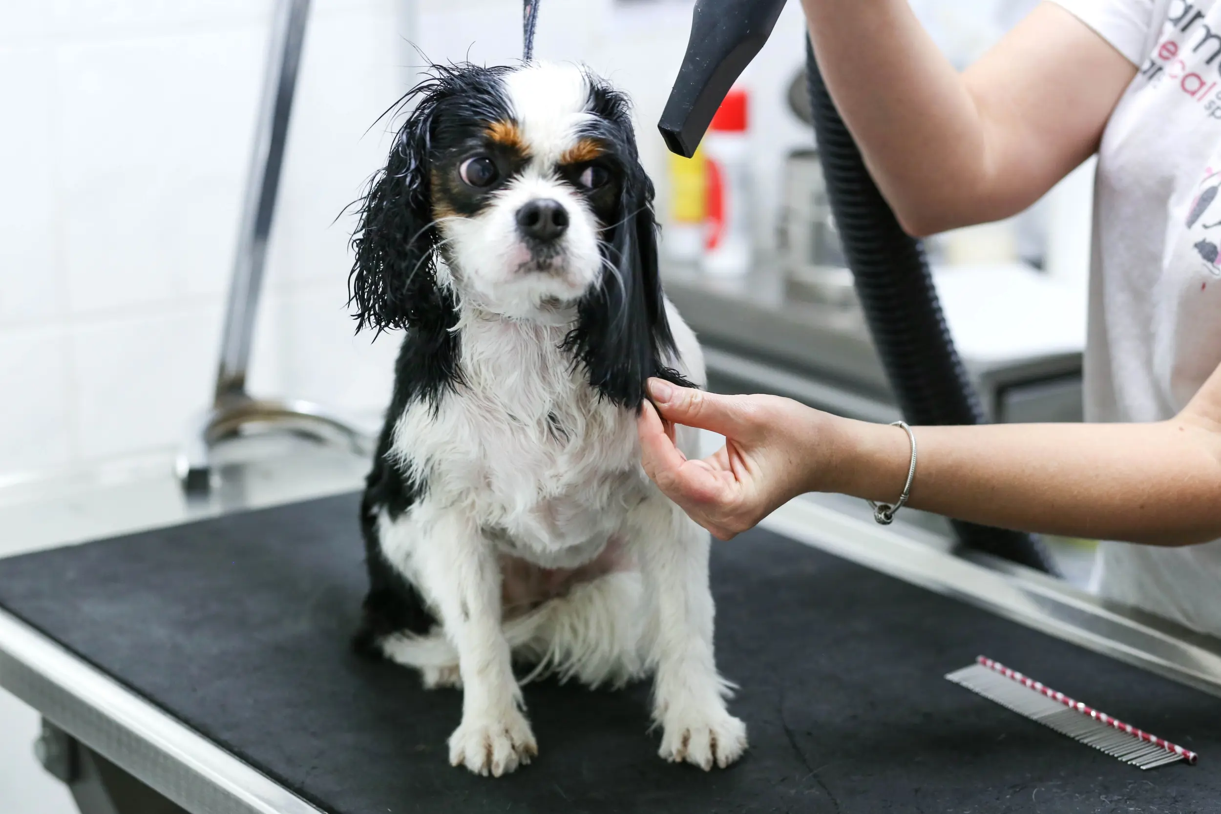 Ανοίγουν τα καταστήματα καλλωπισμού των ζώων