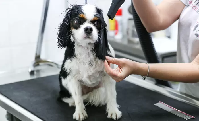 Ανοίγουν τα καταστήματα καλλωπισμού των ζώων