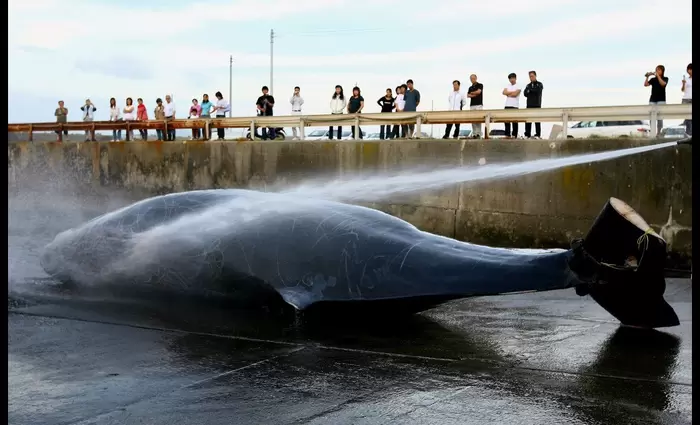 Ιαπωνία: Αρχίζει ξανά μετά από 30 χρόνια το κυνήγι φαλαινών