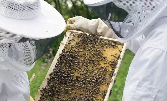 Μελισσοκομικό Πρόγραμμα Κύπρου: Στις 600 χιλιάδες ο προϋπολογισμός