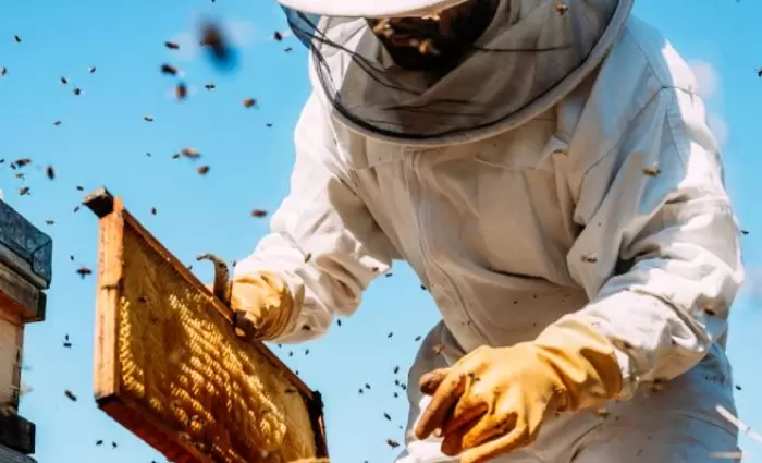 Έκτακτη βοήθεια €350.000 προς του μελισσοκόμους αποφάσισε το Υπουργικό