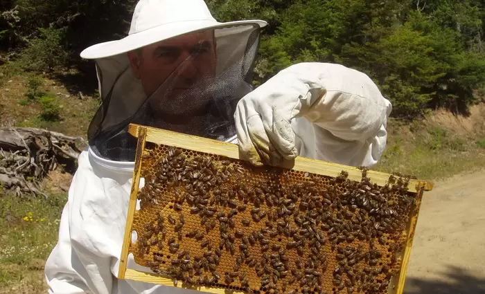 Πληρωμές ύψους €303.000 σε μελισσοκόμους για το 2022