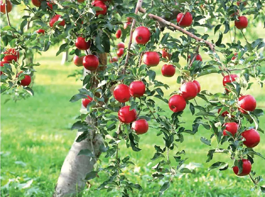 Πόσα εκατομμύρια αξίζουν τα μήλα που παράγονται στην Κύπρο;