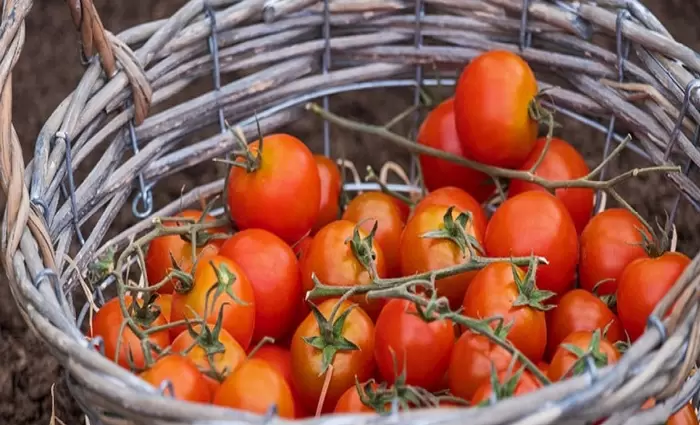 Κατά 700% αυξήθηκαν οι τιμές της ντομάτας