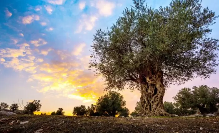 Επιστρέφει η ομαλότητα στην αγορά ελαιολάδου – Στο μισό πέφτουν οι τιμές