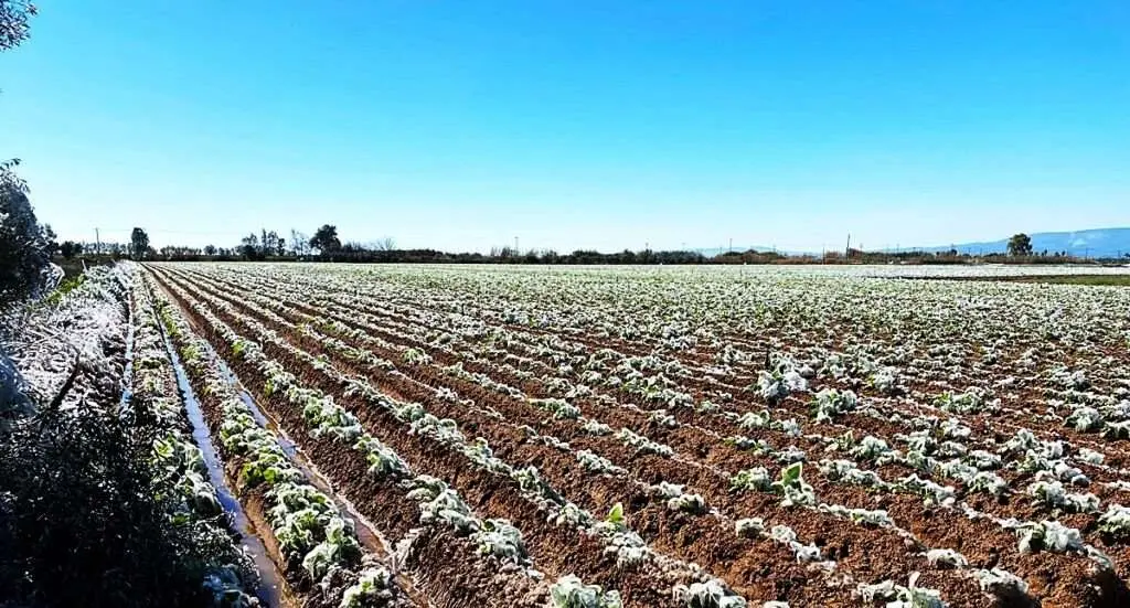 Σοβαρές απώλειες για τους πατατοπαραγωγούς από το κύμα ψύχους