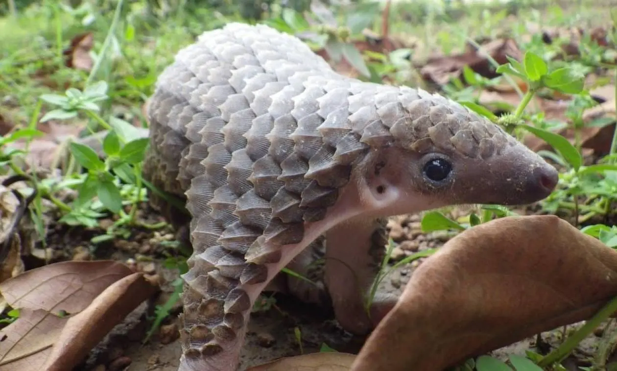 Ερευνητές εντοπίζουν την προέλευση του κορωνοϊού στις νυχτερίδες