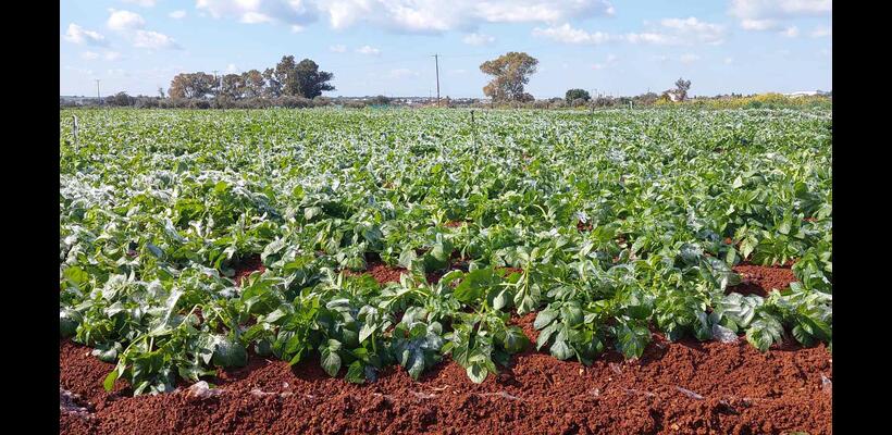 Κακοκαιρία Coral: Διαβεβαιώσεις Υπουργείου Γεωργίας για στήριξη των αγροτών