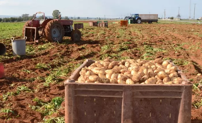 Πατατοπαραγωγοί: Ζητούν επιδότηση από το κράτος για τις ζημιές που υπέστησαν το 2025