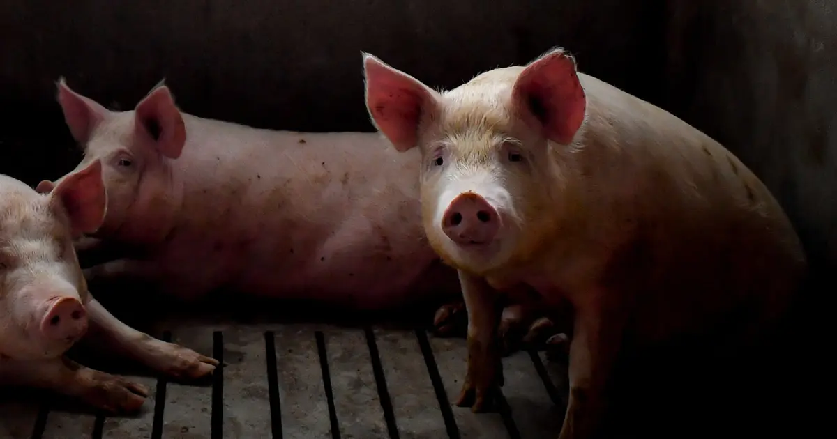 Γουρούνια άρχισαν να παίζουν βιντεοπαιχνίδια