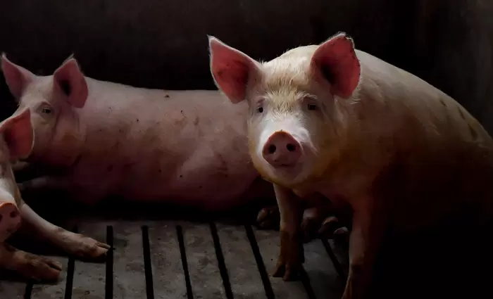 Γουρούνια άρχισαν να παίζουν βιντεοπαιχνίδια