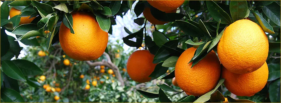 Κομισιόν: 172,5 εκατ. για προώθηση αγροτικών προϊόντων 