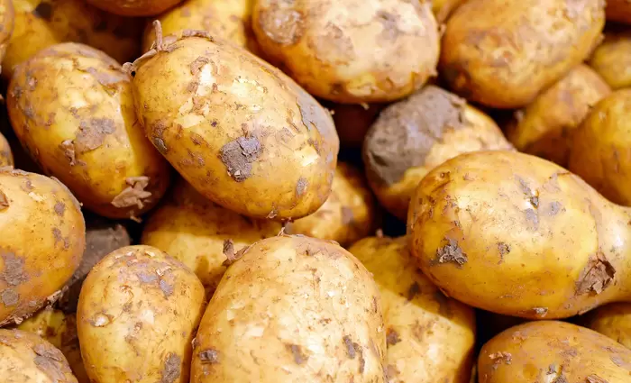 Μέχρι 15 Μαρτίου η υποβολή δηλώσεων ζημιάς από παγετό σε φυτείες πατατών