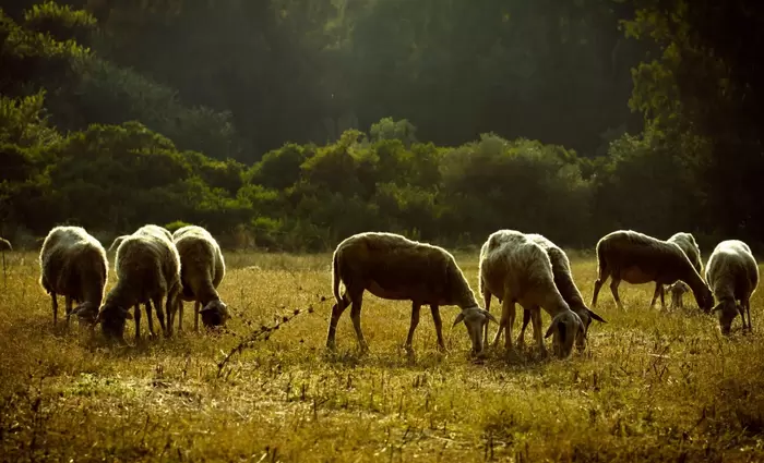 Ελλάδα: Χάνονται 4 δισ. ευρώ από ευλογιά και πανώλη