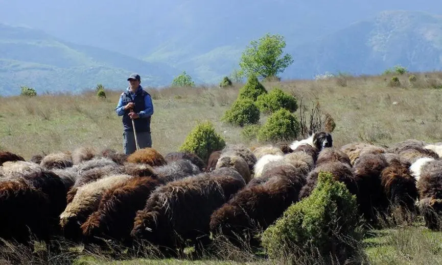 Στην Κύπρο μέχρι την Τετάρτη τρεις Ευρωπαίοι εμπειρογνώμονες για τον αφθώδη πυρετό