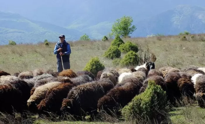 Στην Κύπρο μέχρι την Τετάρτη τρεις Ευρωπαίοι εμπειρογνώμονες για τον αφθώδη πυρετό