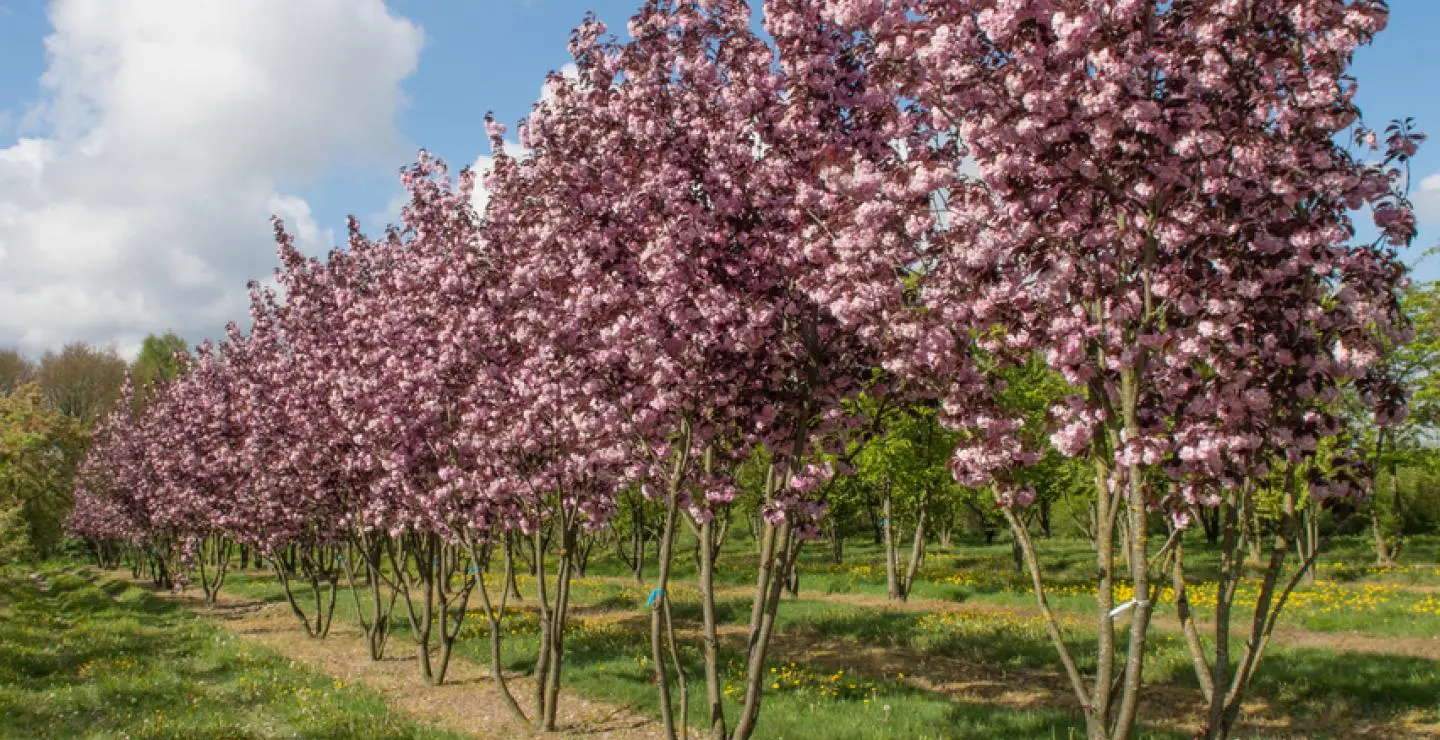 Εγκαινιάστηκε το πάρκο ιαπωνικών κερασιών στον Κάμπο (vid)