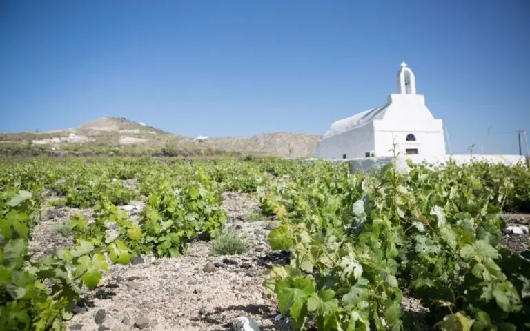 Bloomberg: Ο υπερτουρισμός αφανίζει τους αμπελώνες της Σαντορίνης
