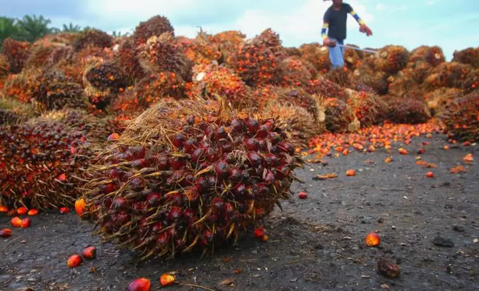 Επανέρχονται οι εξαγωγές Ινδονησιακού φοινικέλαιου