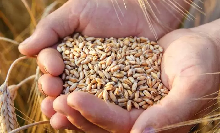 Σιτάρι: Κοντά σε υψηλό εβδομάδας οι τιμές με ώθηση από τη νέα ένταση Ρωσίας–Ουκρανίας