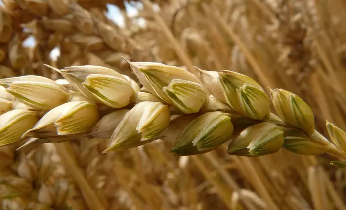 Έρχονται δασμοί στα ρωσικά σιτηρά - Ποια άλλα προϊόντα θα επηρεαστούν