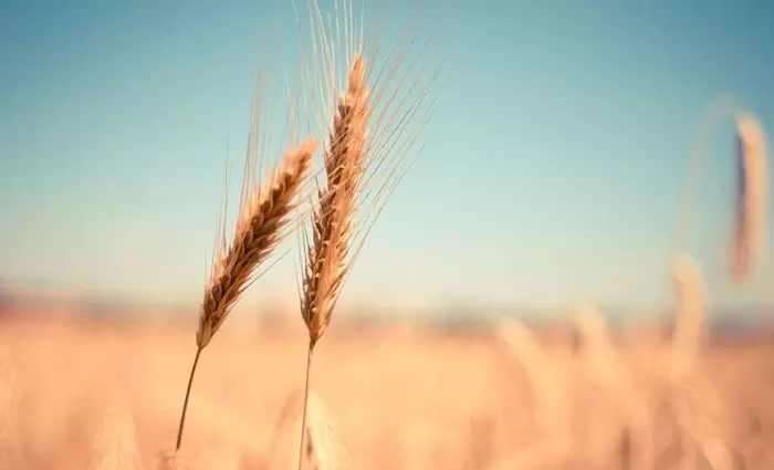 Μειώθηκε η σοδιά σιταριού στη Δυτική Ευρώπη