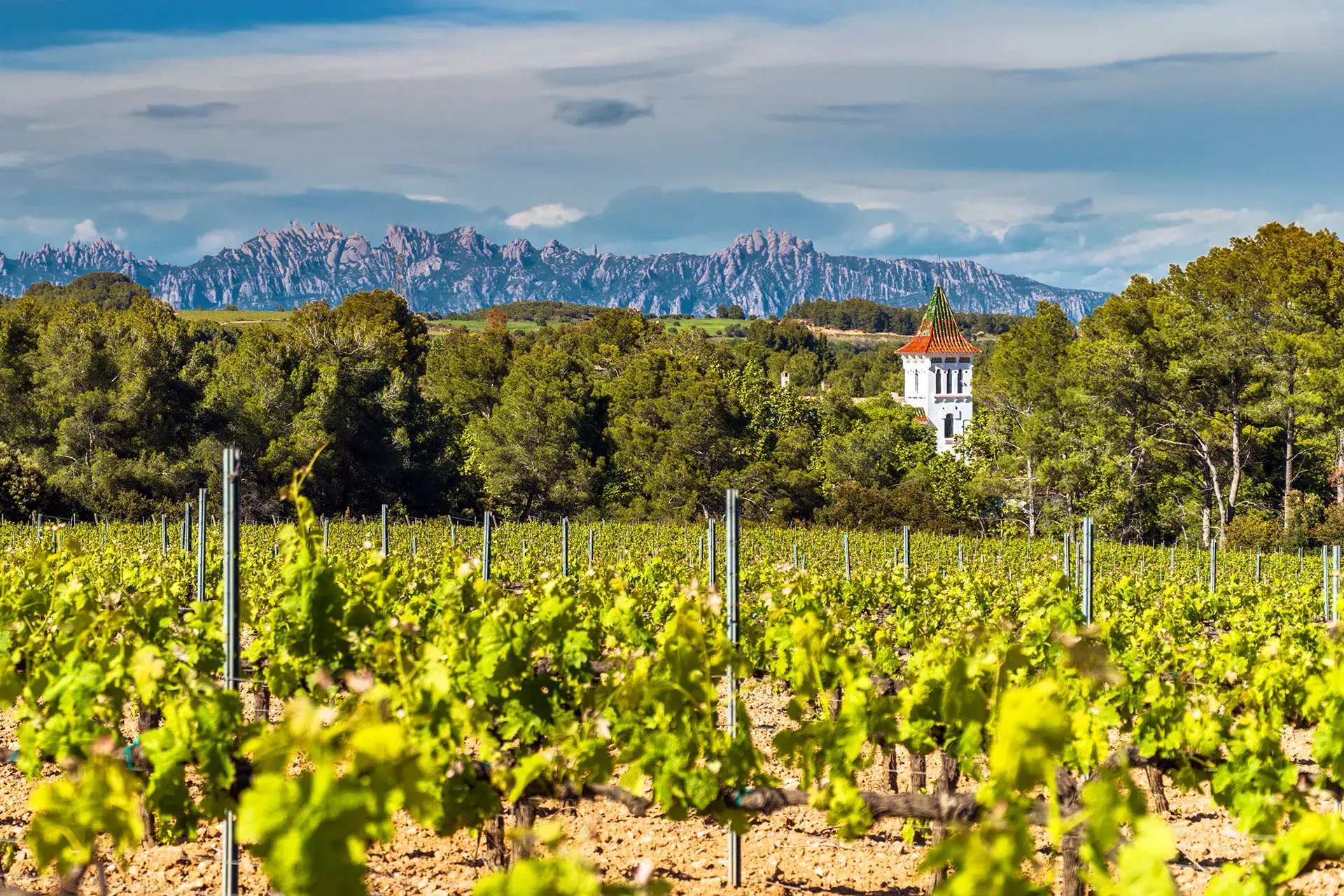 Αμπέλια χωρίς κληρονόμους – Η ισπανική οινοπαραγωγή αναζητά τη νέα γενιά